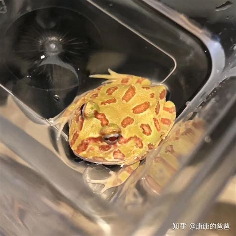 角蛙成體